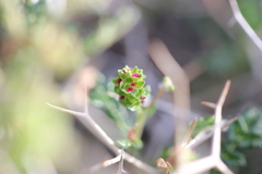 Sarcopoterium spinosum