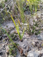Iridaceae