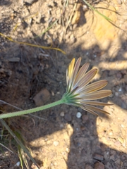 Dimorphotheca nudicaulis
