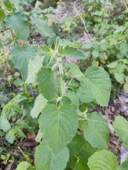 Mesosphaerum suaveolens