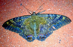 Ascalapha odorata