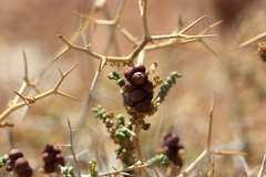 Sarcopoterium spinosum