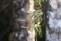 Tillandsia paraensis