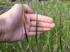 Schoenoplectus pungens