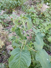 Mesosphaerum suaveolens