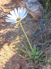 Dimorphotheca nudicaulis