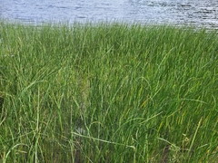 Schoenoplectus pungens