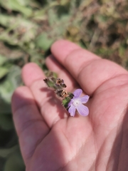 Anchusa