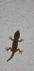 Tarentola delalandii