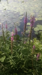 Lythrum salicaria