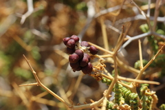 Sarcopoterium spinosum