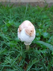 Lepiota clypeolaria