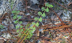 Aeschynomene viscidula