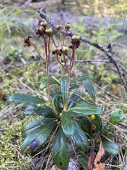 Chimaphila umbellata