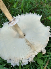 Lepiota clypeolaria