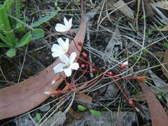 Drosera praefolia