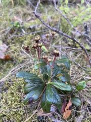 Chimaphila umbellata