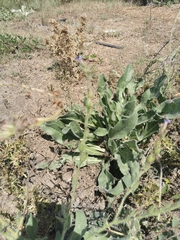 Anchusa