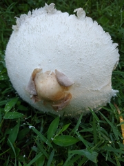 Lepiota clypeolaria