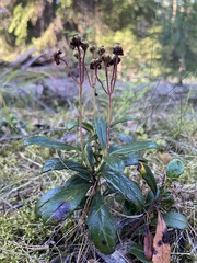 Chimaphila umbellata