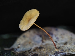 Marasmiineae