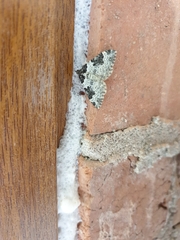 Xanthorhoe fluctuata