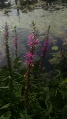 Lythrum salicaria