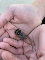 Megatibicen pronotalis