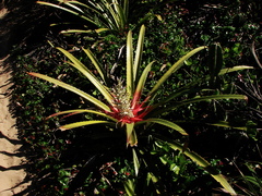 Bromelia antiacantha