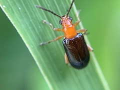 Lemini