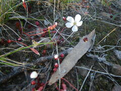 Drosera praefolia