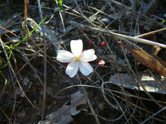 Drosera praefolia