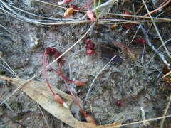 Drosera praefolia