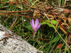 Colchicum