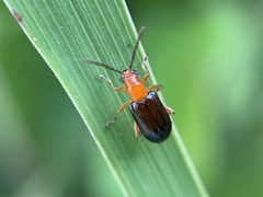Lemini