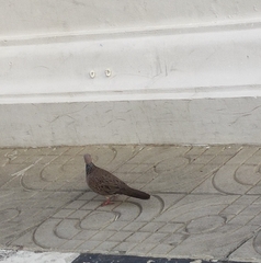 Streptopelia chinensis