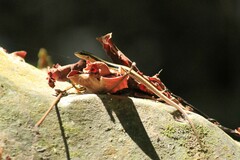 Sphenomorphus maculatus