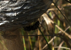 Dolichovespula media