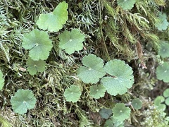 Hydrocotyle nepalensis