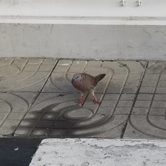 Streptopelia chinensis