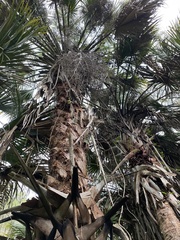 Coryphoideae