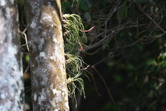 Tillandsia paraensis