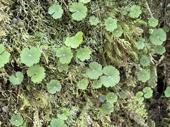 Hydrocotyle nepalensis
