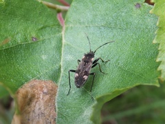 Panaorus albomaculatus