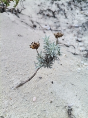Gnaphalieae