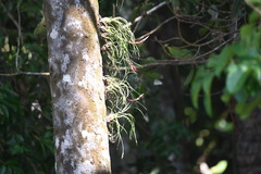 Tillandsia paraensis