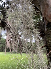 Tillandsia usneoides