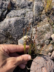 Juncus articulatus