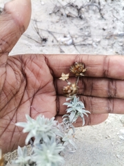 Gnaphalieae
