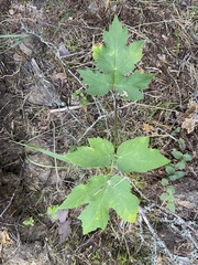 Heracleum sphondylium sibiricum